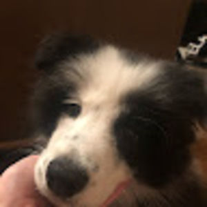 Meet your Posher, Mackenzie